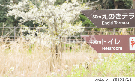 湘南三浦半島の神奈川県三浦市の秘境の小網代の森の春 88301713