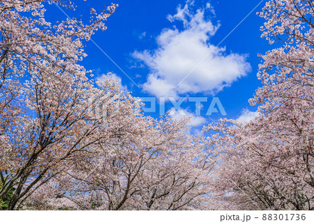 「日本さくら名所100選」 忠元公園(鹿児島県伊佐市) 「日本さくら名所100選」 忠元公園(鹿児島県伊佐市) 88301736