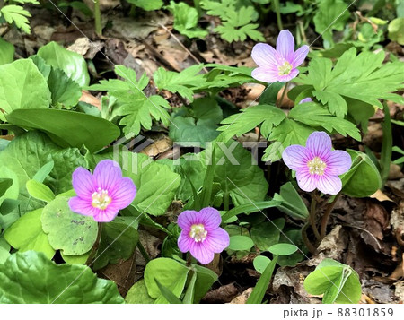 ムラサキカタバミ 88301859