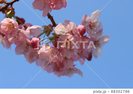 日本の早春の公園に咲くピンク色の早咲きの寒緋桜の花 日本の早春の公園に咲くピンク色の早咲きの寒緋桜の花 88302786