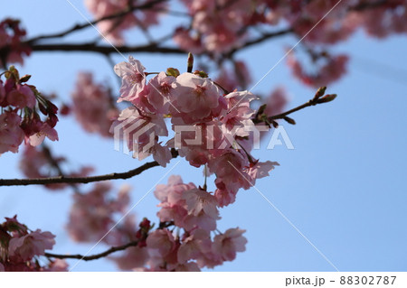 日本の早春の公園に咲くピンク色の早咲きの寒緋桜の花 日本の早春の公園に咲くピンク色の早咲きの寒緋桜の花 88302787