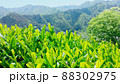 お茶畑 88302975