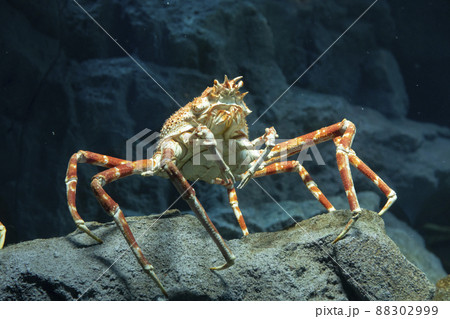 タカアシガニ タカアシガニ 88302999