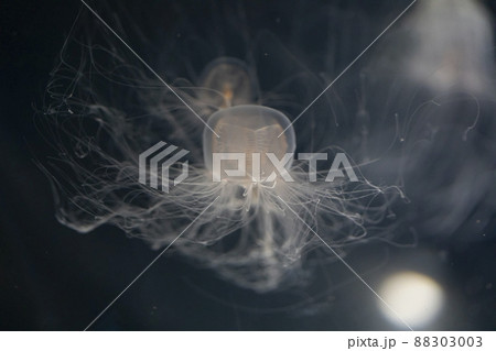 カミクラゲ 88303003