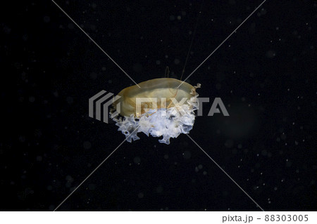 パシフィックシーネットル パシフィックシーネットル 88303005