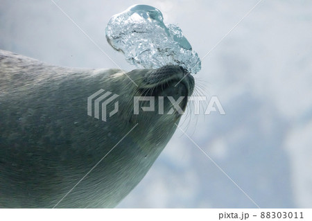 ワモンアザラシ ワモンアザラシ 88303011