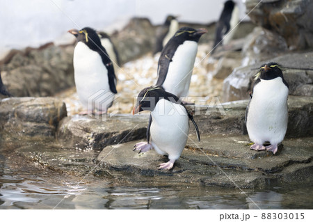 イワトビペンギンの群れ イワトビペンギンの群れ 88303015