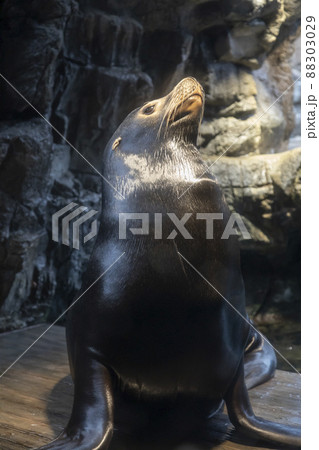 カリフォルニアアシカ カリフォルニアアシカ 88303029