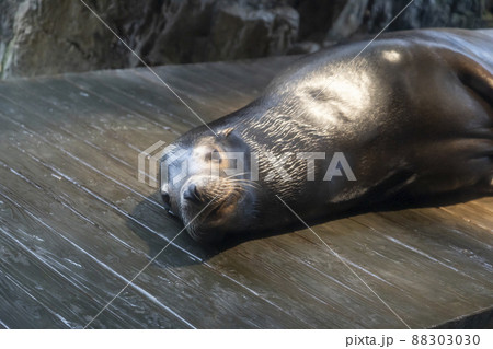 寝そべるカリフォルニアアシカ 寝そべるカリフォルニアアシカ 88303030