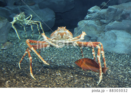 タカアシガニ 88303032