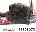 ぐぅーぐぅー。 88303075