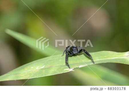 オスグロハエトリ 88303178