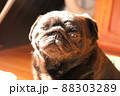 とろける 88303289
