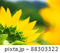 夏が迫って 88303322
