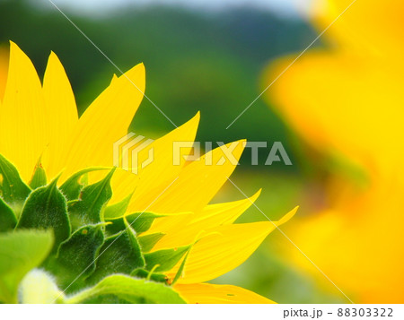 夏が迫って 88303322