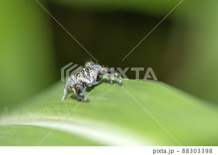 ヤハズハエトリ ヤハズハエトリ 88303398