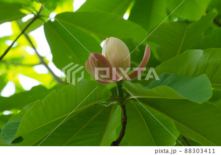 ホオノキの花が開く ホオノキの花が開く 88303411