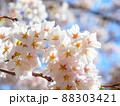 安定の桜だよ。 88303421