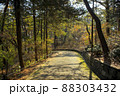 森 道 森林 88303432