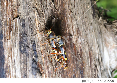 交尾中のキスジトラカミキリ 88303556