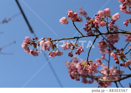 日本の早春の公園に咲くピンク色の早咲きの寒緋桜の花 日本の早春の公園に咲くピンク色の早咲きの寒緋桜の花 88303567