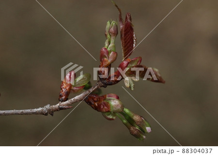 自然　植物　ヤマザクラ、三月下旬の芽吹き。艶々の赤茶色の新葉と蕾が同時に展開します 88304037