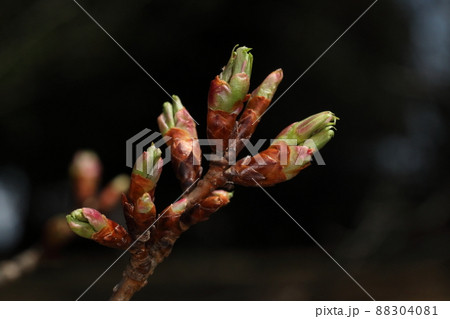 自然　植物　ヤマザクラ、三月下旬の芽吹き。冬芽が割れて若々しい葉が顔を出しています 88304081