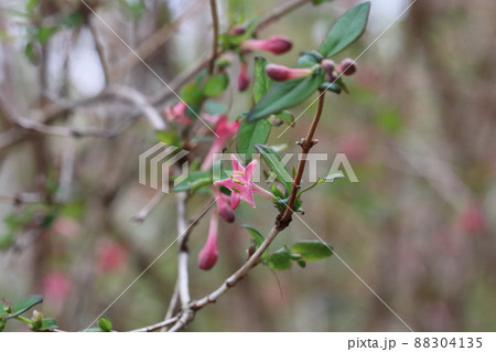 ウグイスカグラの花 ウグイスカグラの花 88304135
