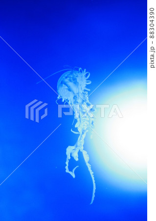 浮遊感のあるクラゲ 浮遊感のあるクラゲ 88304390