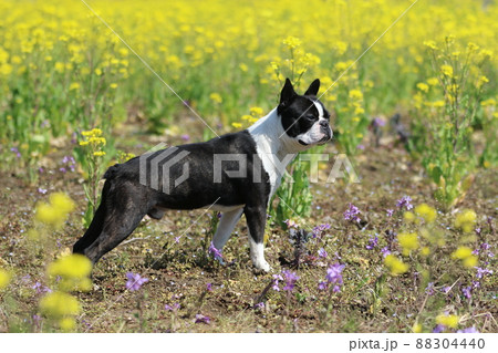 菜の花畑でカッコイイポーズを決めて遠くを見つめる愛犬ボストンテリアのマイティくん 菜の花畑でカッコイイポーズを決めて遠くを見つめる愛犬ボストンテリアのマイティくん 88304440
