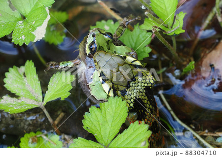 ニホンアマガエルを吞込み中のヤマカガシ ニホンアマガエルを吞込み中のヤマカガシ 88304710