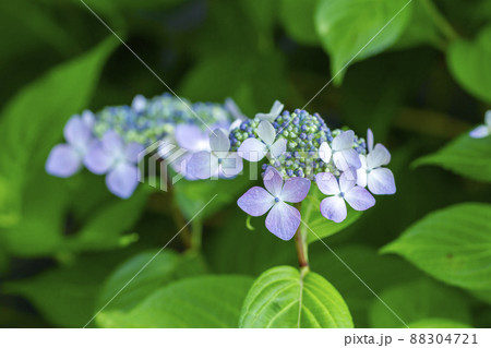 ガクアジサイ 88304721