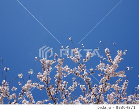 青空とさくら 88304871