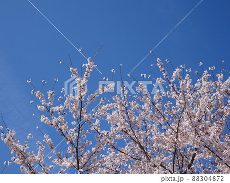 青空とさくら 88304872