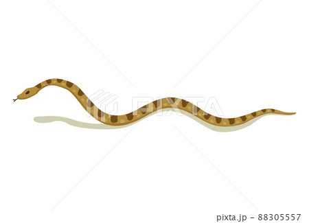 Venomous snake. Danger color animal. Poisonous reptile crawl. Decorative character, wildlife nature animal Venomous snake. Danger color animal. Poisonous reptile crawl. Decorative character, wildlife nature animal 88305557