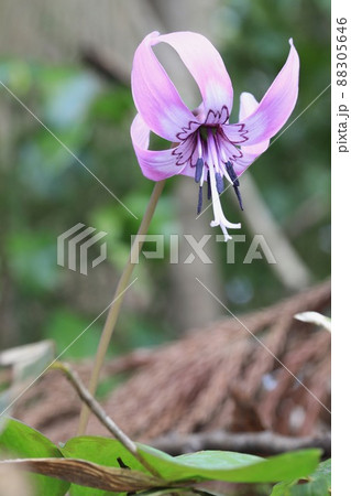 〔福井県鯖江市・文珠山・3月〕見頃を迎えた鮮やかなカタクリ 88305646