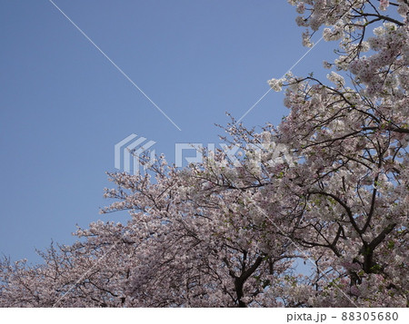 静岡県 藤枝市 栃山川沿いの桜 満開の桜の花 春のノスタルジックな風景 写真 静岡県 藤枝市 栃山川沿いの桜 満開の桜の花 春のノスタルジックな風景 写真 88305680