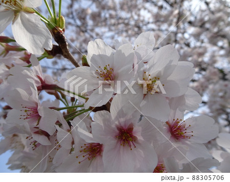 静岡県 藤枝市 栃山川沿いの桜 満開の桜の花 春のノスタルジックな風景 写真 88305706
