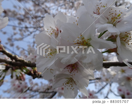 静岡県 藤枝市 栃山川沿いの桜 満開の桜の花 春のノスタルジックな風景 写真 静岡県 藤枝市 栃山川沿いの桜 満開の桜の花 春のノスタルジックな風景 写真 88305707