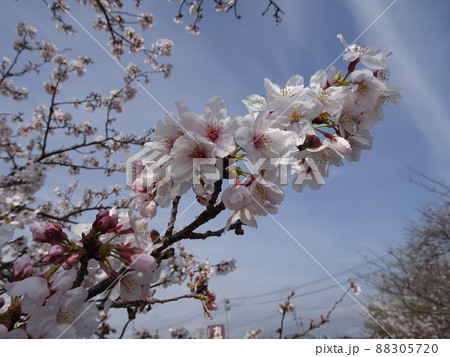 静岡県 藤枝市 栃山川沿いの桜 満開の桜の花 春のノスタルジックな風景 写真 静岡県 藤枝市 栃山川沿いの桜 満開の桜の花 春のノスタルジックな風景 写真 88305720