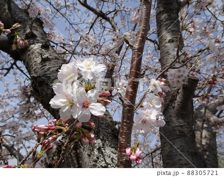 静岡県 藤枝市 栃山川沿いの桜 満開の桜の花 春のノスタルジックな風景 写真 88305721