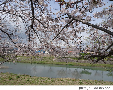 静岡県 藤枝市 栃山川沿いの桜 満開の桜の花 春のノスタルジックな風景 写真 静岡県 藤枝市 栃山川沿いの桜 満開の桜の花 春のノスタルジックな風景 写真 88305722
