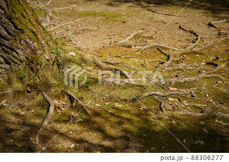 地を這う根っこと苔 88306277