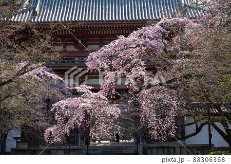 醍醐寺のしだれ桜 醍醐寺のしだれ桜 88306368
