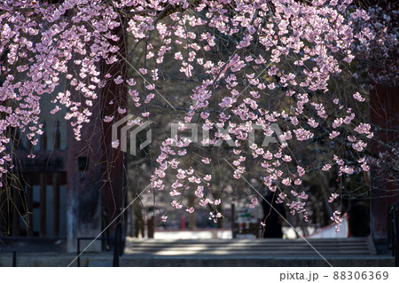 醍醐寺のしだれ桜 醍醐寺のしだれ桜 88306369