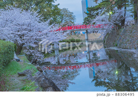 桜と城 88306495