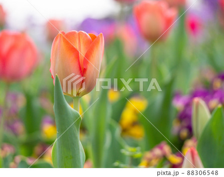 花（チューリップ） 88306548