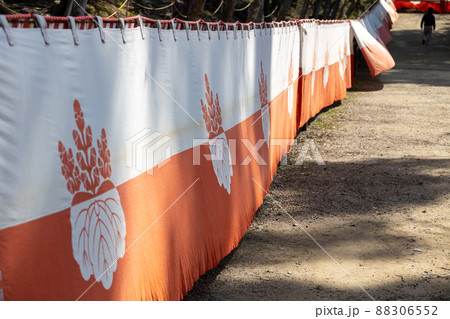 醍醐寺の紅白幕と桜 88306552