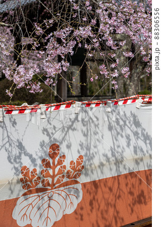 醍醐寺の紅白幕と桜 88306556
