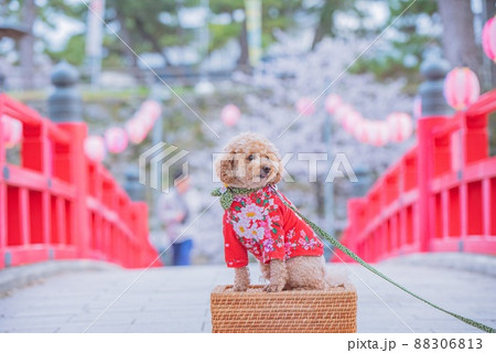 犬と桜 88306813